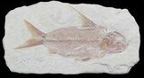Large Nematonotus Fossil Fish - Lebanon #36944-1